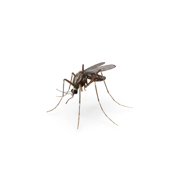 Mosquito PNG & PSD Images