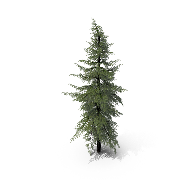 Western: Mountain Hemlock Conifer Tree PNG & PSD Images Western: Mountain Hemlock Conifer Tree PNG & PSD Images