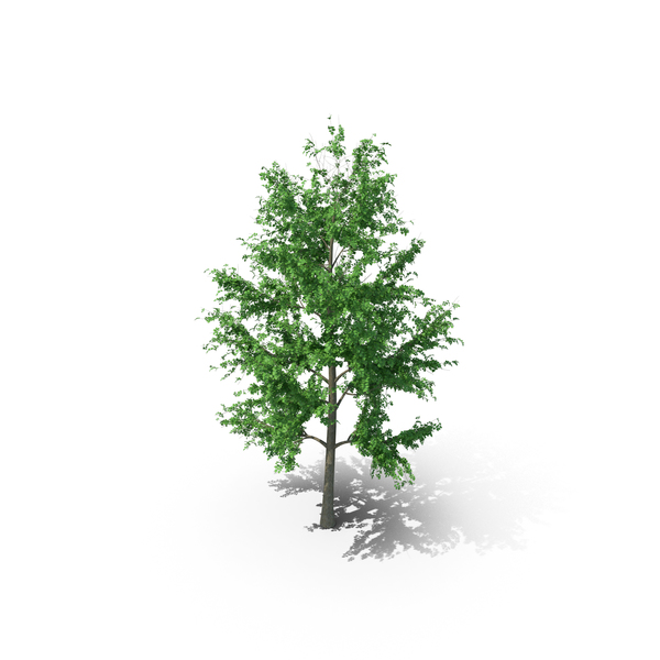 Tree: Mountain Maple - 820cm PNG & PSD Images Tree: Mountain Maple - 820cm PNG & PSD Images