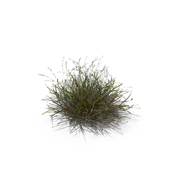 Grasses: Mountain Melick PNG & PSD Images Grasses: Mountain Melick PNG & PSD Images