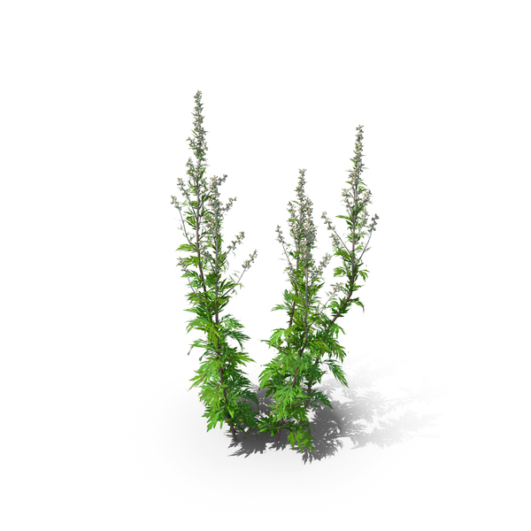Bush: Mugwort, Common Wormwood Artemisia Vulgaris PNG & PSD Images Bush: Mugwort, Common Wormwood Artemisia Vulgaris PNG & PSD Images