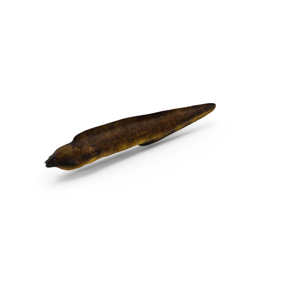 Moray: Murena Eel PNG & PSD Images Moray: Murena Eel PNG & PSD Images