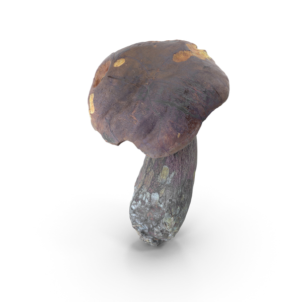 Mushroom PNG & PSD Images Mushroom PNG & PSD Images