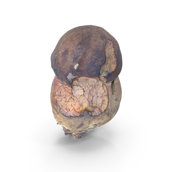 Mushroom PNG & PSD Images