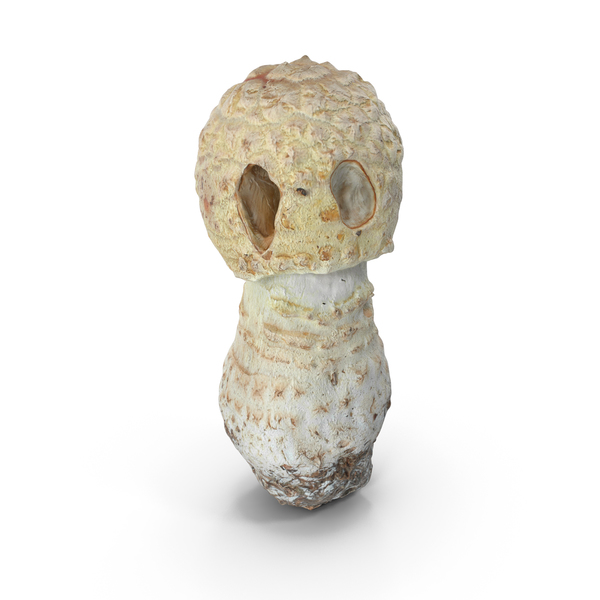 Toadstool: Mushroom PNG & PSD Images Toadstool: Mushroom PNG & PSD Images