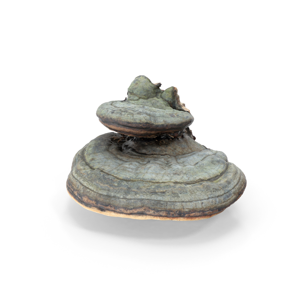 Toadstool: Mushroom PNG & PSD Images