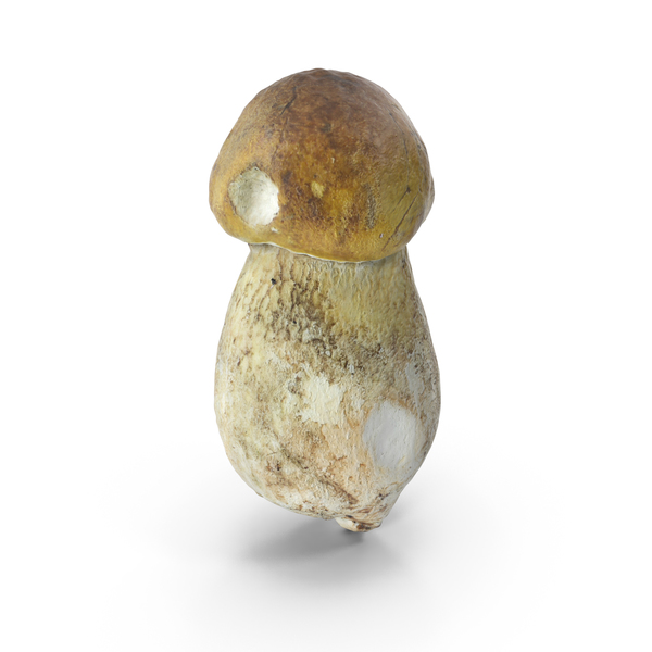 Toadstool: Mushroom PNG & PSD Images Toadstool: Mushroom PNG & PSD Images