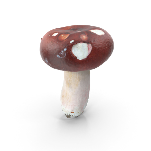 Toadstool: Mushroom PNG & PSD Images