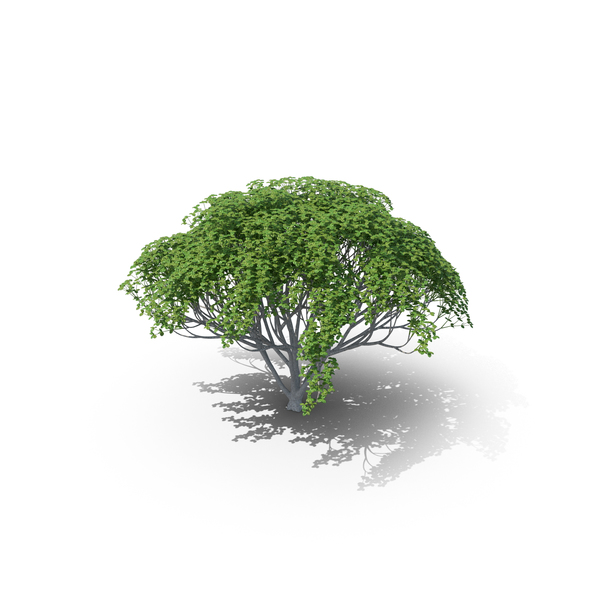 Myrtle Plant PNG & PSD Images Myrtle Plant PNG & PSD Images