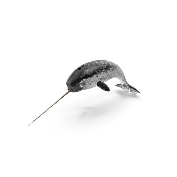 Narwhal: Narhwal Jumping out Pose PNG & PSD Images Narwhal: Narhwal Jumping out Pose PNG & PSD Images