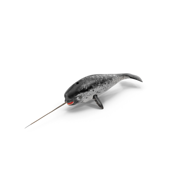 Narwhal: Narhwal Toothed Whale PNG & PSD Images