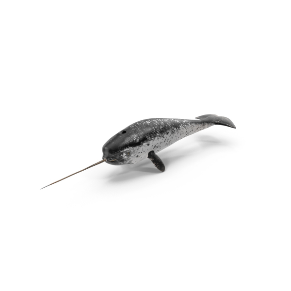 Narwhal Swimming PNG & PSD Images Narwhal Swimming PNG & PSD Images
