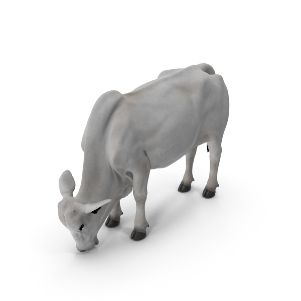 Nelore Cow Female Eating Fur PNG & PSD Images