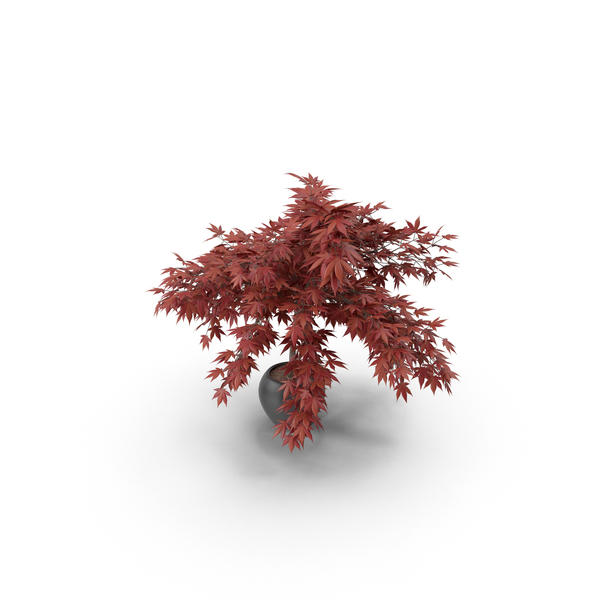Flower Pot: New Potted Plant PNG & PSD Images Flower Pot: New Potted Plant PNG & PSD Images