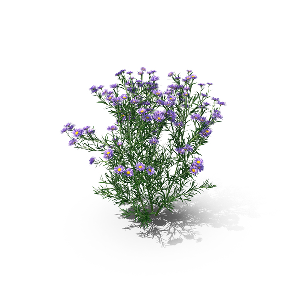 New York Aster Symphyotrichum Novi-Belgii PNG & PSD Images New York Aster Symphyotrichum Novi-Belgii PNG & PSD Images