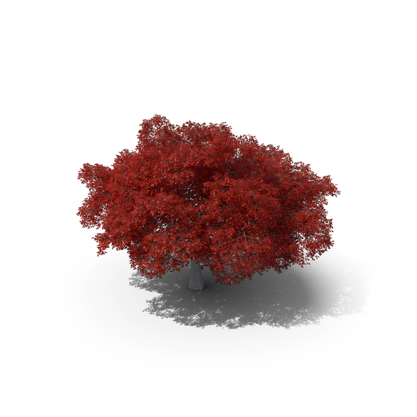 Northern Red Oak Tree PNG & PSD Images Northern Red Oak Tree PNG & PSD Images