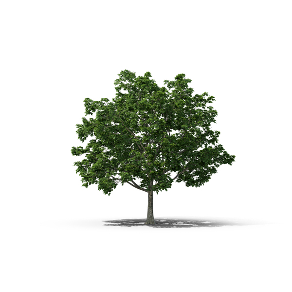 Norway Maple Tree PNG & PSD Images