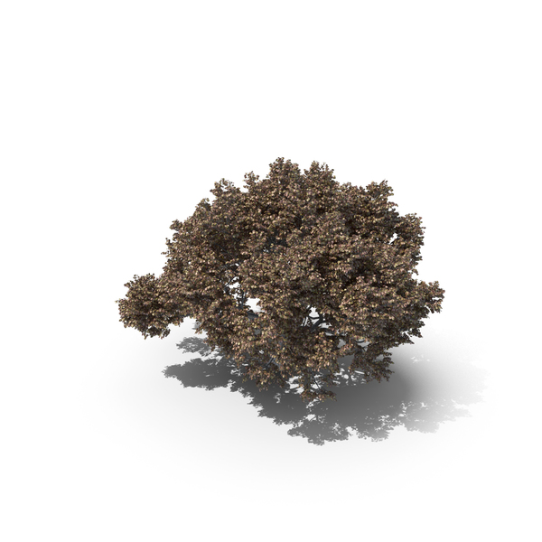 Oak Autumn Tree PNG & PSD Images Oak Autumn Tree PNG & PSD Images