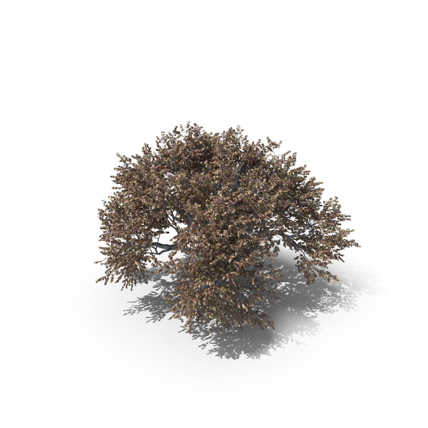 Oak Autumn Tree PNG & PSD Images Oak Autumn Tree PNG & PSD Images