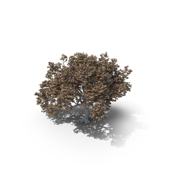 Oak Autumn Tree PNG & PSD Images