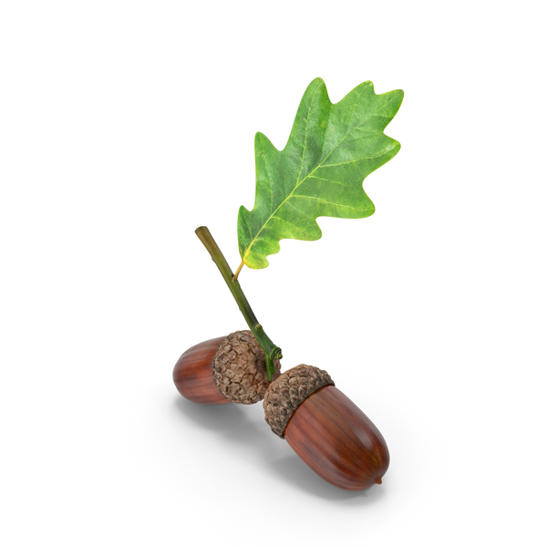 Leaves: Oak Branch with Acorns PNG & PSD Images Leaves: Oak Branch with Acorns PNG & PSD Images