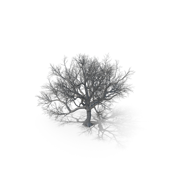 Oak Dry Tree PNG & PSD Images Oak Dry Tree PNG & PSD Images