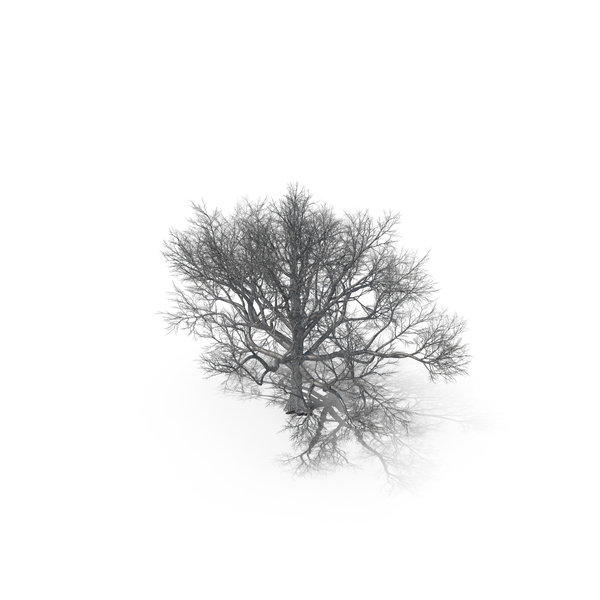 Oak Dry Tree PNG & PSD Images Oak Dry Tree PNG & PSD Images