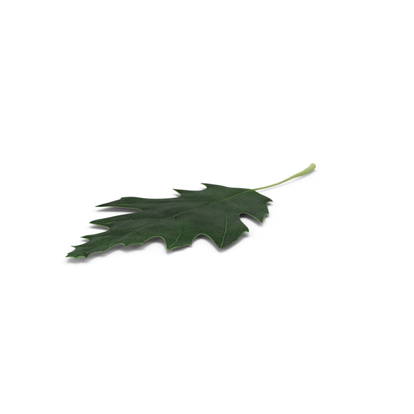 Leaves: Oak Leaf PNG & PSD Images Leaves: Oak Leaf PNG & PSD Images