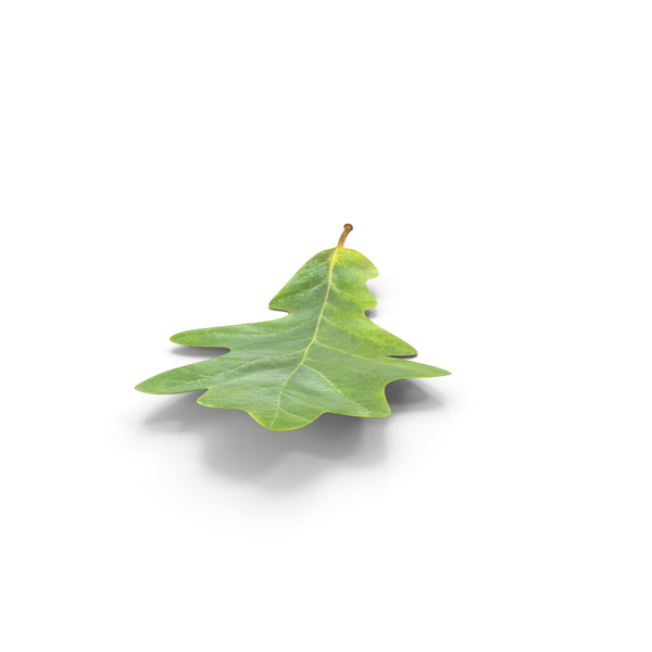 Leaves: Oak Leaf PNG & PSD Images