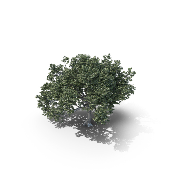 Oak Summer Tree PNG & PSD Images Oak Summer Tree PNG & PSD Images