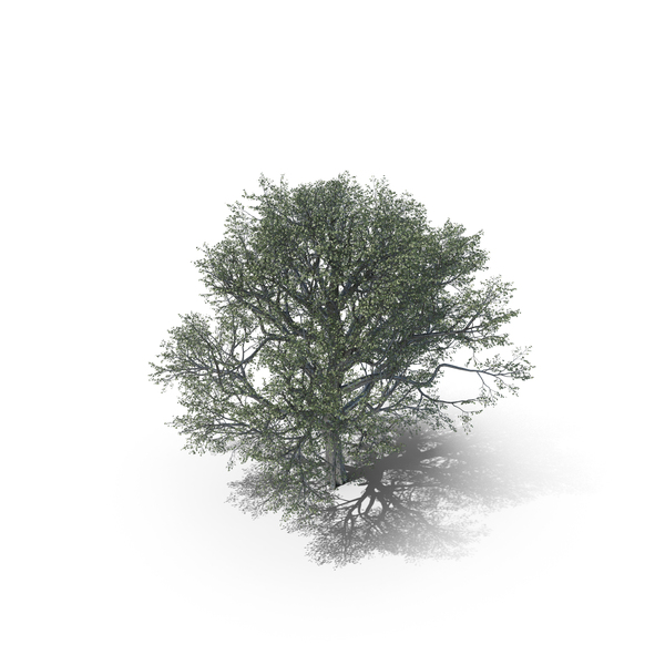 Oak Summer Tree PNG & PSD Images Oak Summer Tree PNG & PSD Images