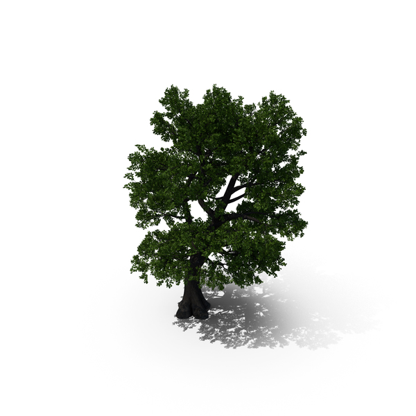 Oak Tree PNG & PSD Images Oak Tree PNG & PSD Images
