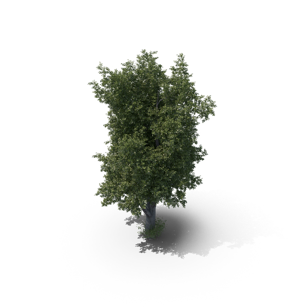 Oak Tree PNG Images & PSDs for Download | PixelSquid - S113825844