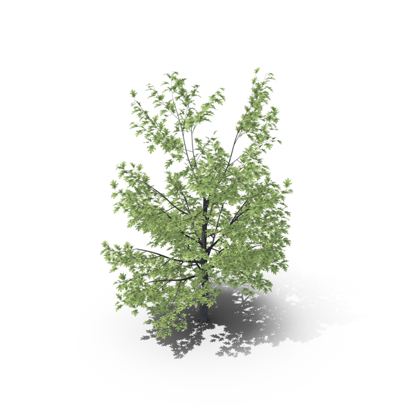 Oak Tree PNG & PSD Images Oak Tree PNG & PSD Images