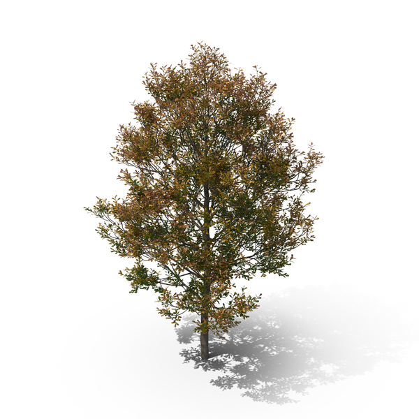 Oak Tree Autumn PNG & PSD Images