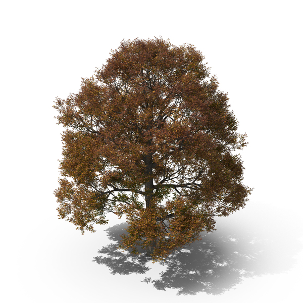 Oak Tree Autumn PNG & PSD Images Oak Tree Autumn PNG & PSD Images