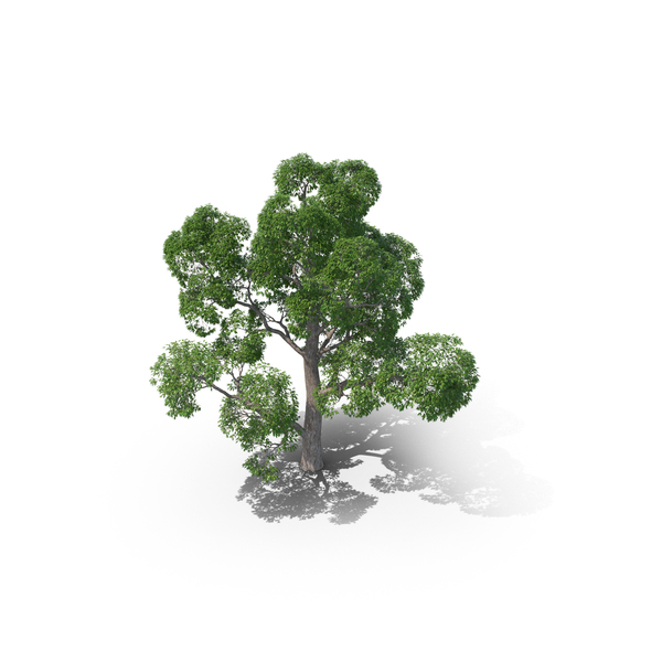 Oak Tree PNG & PSD Images Oak Tree PNG & PSD Images