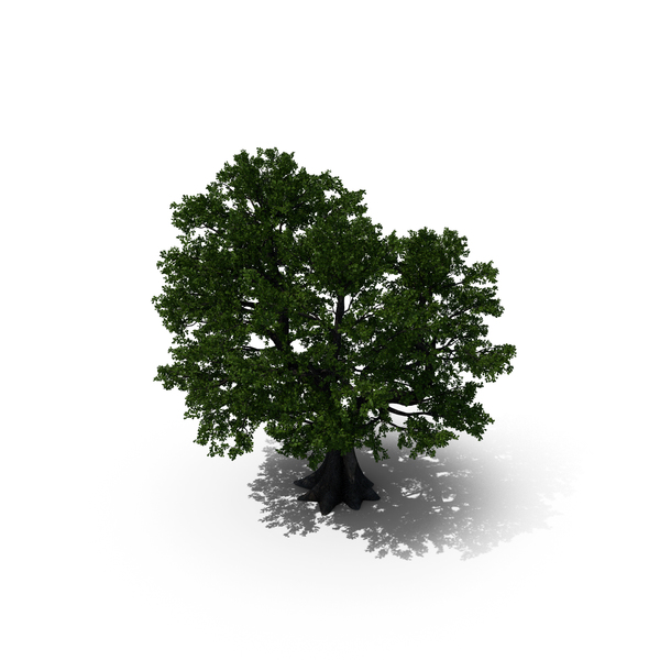 Oak Tree PNG Images & PSDs for Download | PixelSquid - S122831749