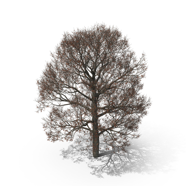 Oak Tree Winter PNG & PSD Images