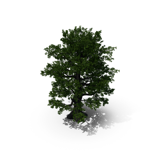 Oak Tree PNG & PSD Images Oak Tree PNG & PSD Images