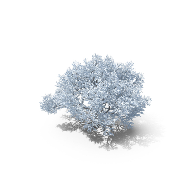 Oak Winter Tree PNG & PSD Images Oak Winter Tree PNG & PSD Images