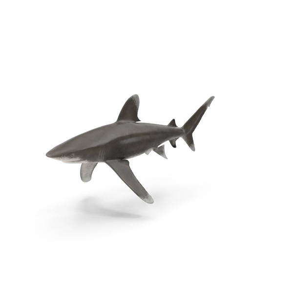 Oceanic Whitetip Shark PNG & PSD Images Oceanic Whitetip Shark PNG & PSD Images