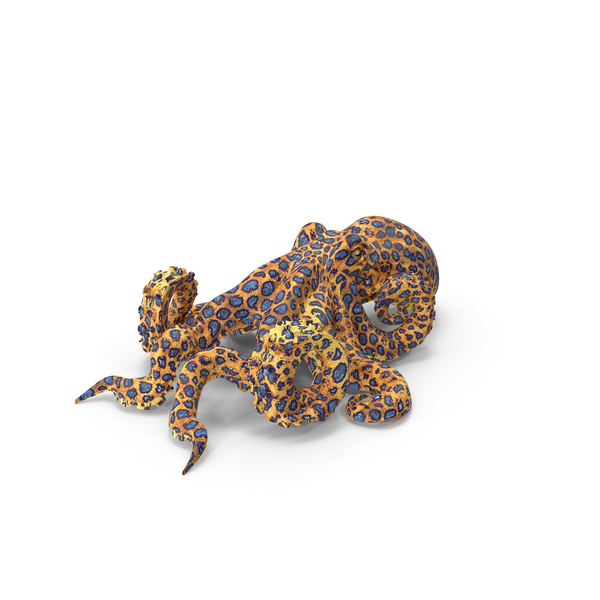 Octopus PNG & PSD Images Octopus PNG & PSD Images