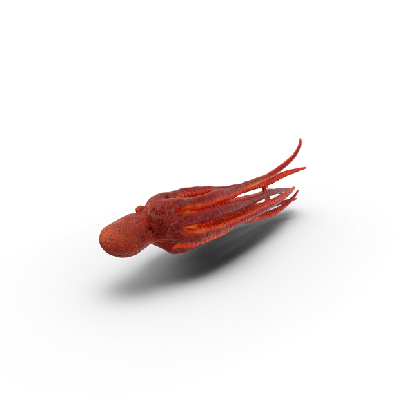 Octopus Swimming PNG & PSD Images Octopus Swimming PNG & PSD Images