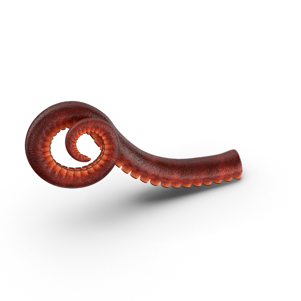 Octopus Tentacle PNG & PSD Images
