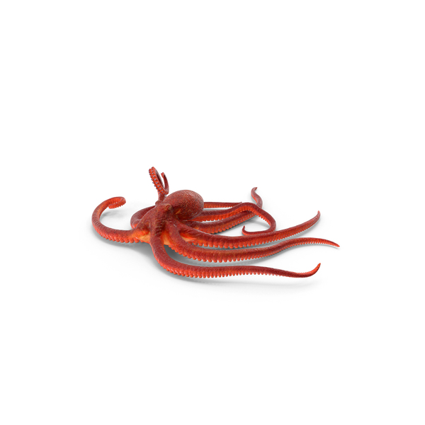 Octopus PNG & PSD Images Octopus PNG & PSD Images
