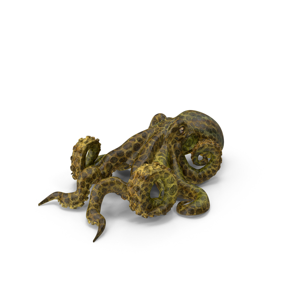 Octopus: Octopus3 PNG & PSD Images Octopus: Octopus3 PNG & PSD Images