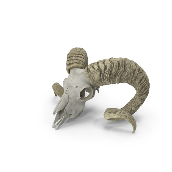 Goat: Old Ram Skull With Twisted Horns PNG & PSD Images Goat: Old Ram Skull With Twisted Horns PNG & PSD Images