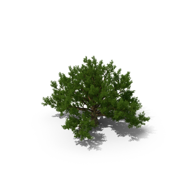 Tree: Old White Oak Summer PNG & PSD Images Tree: Old White Oak Summer PNG & PSD Images