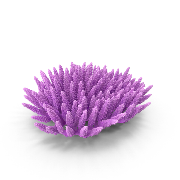 Сoral Coral Reef: Сoral PNG & PSD Images Сoral Coral Reef: Сoral PNG & PSD Images